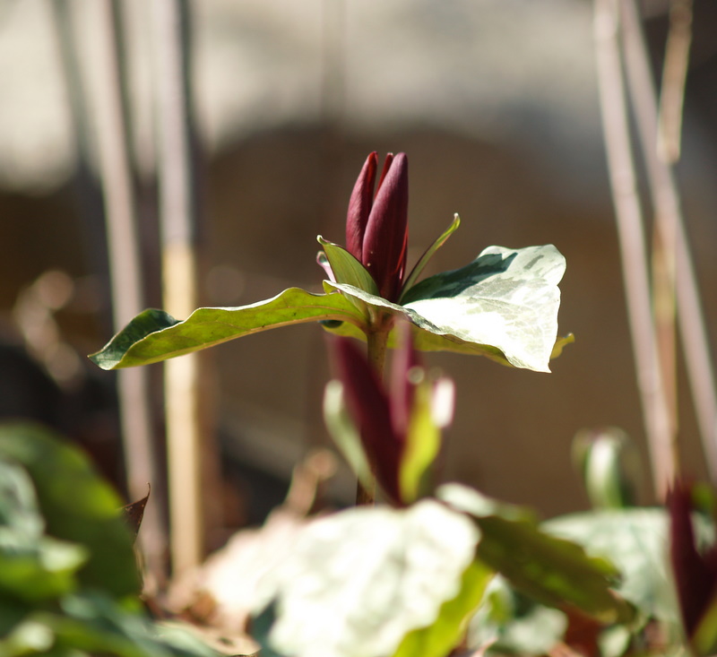 Little Sweet Betsy Trillium (Trillium cuneatum)