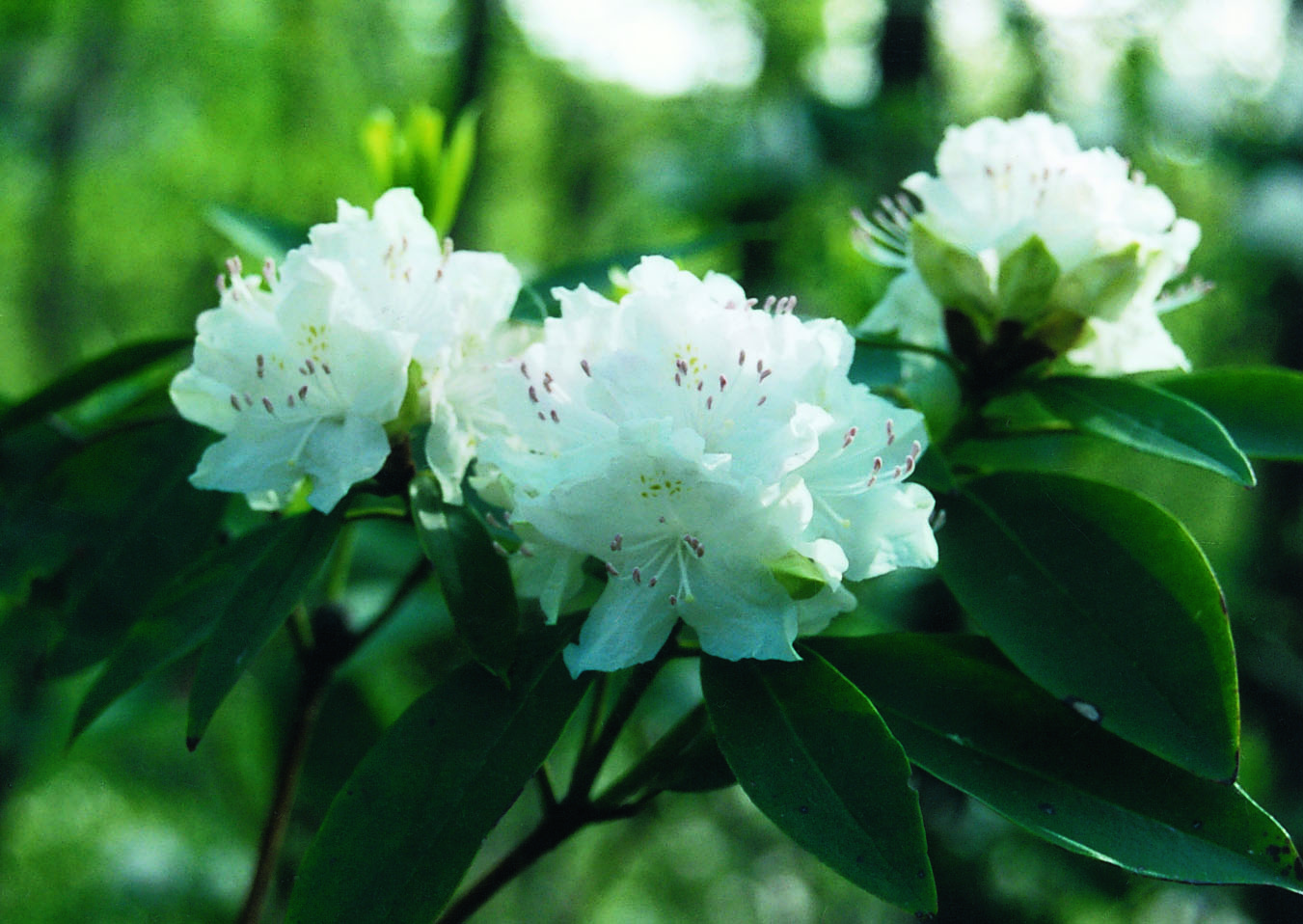 Carolina Rhododendron Chimney Rock at Chimney Rock State Park