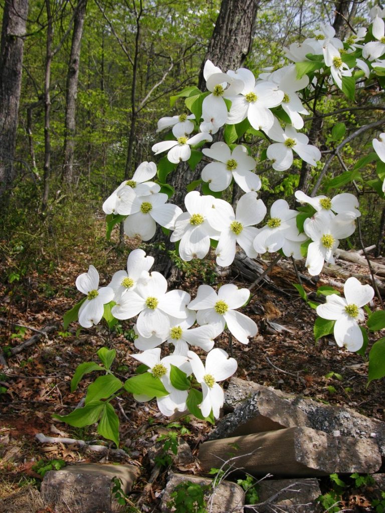Flowering Dogwood (Cornus florida) (Cornus florida)