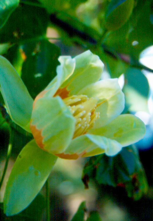 Tulip Poplar (Liriodendron tulipifera)