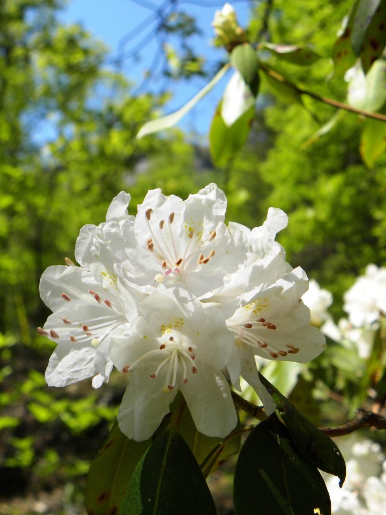 Carolina Rhododendron (Rhododendron carolinianum)