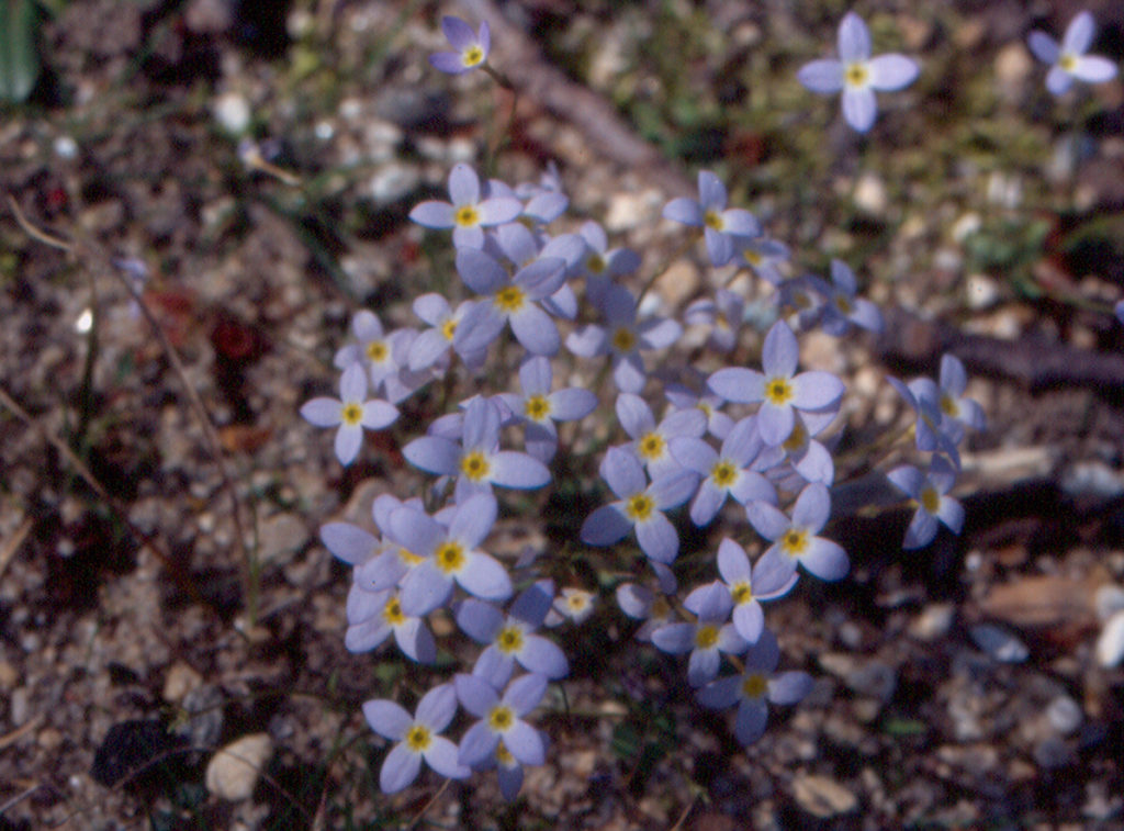 Bluets (Houstonia pupurea)