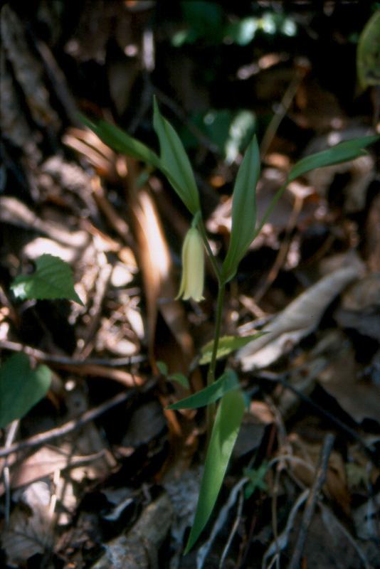 Sessile-leaf Bellwort