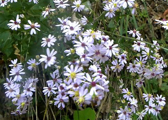chimneyrock_flora3