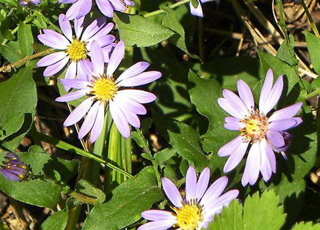 chimneyrock_flora5