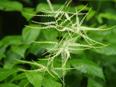 Goat's Beard (Astilbe dioicus)