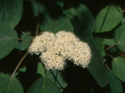 Wild Hydrangea