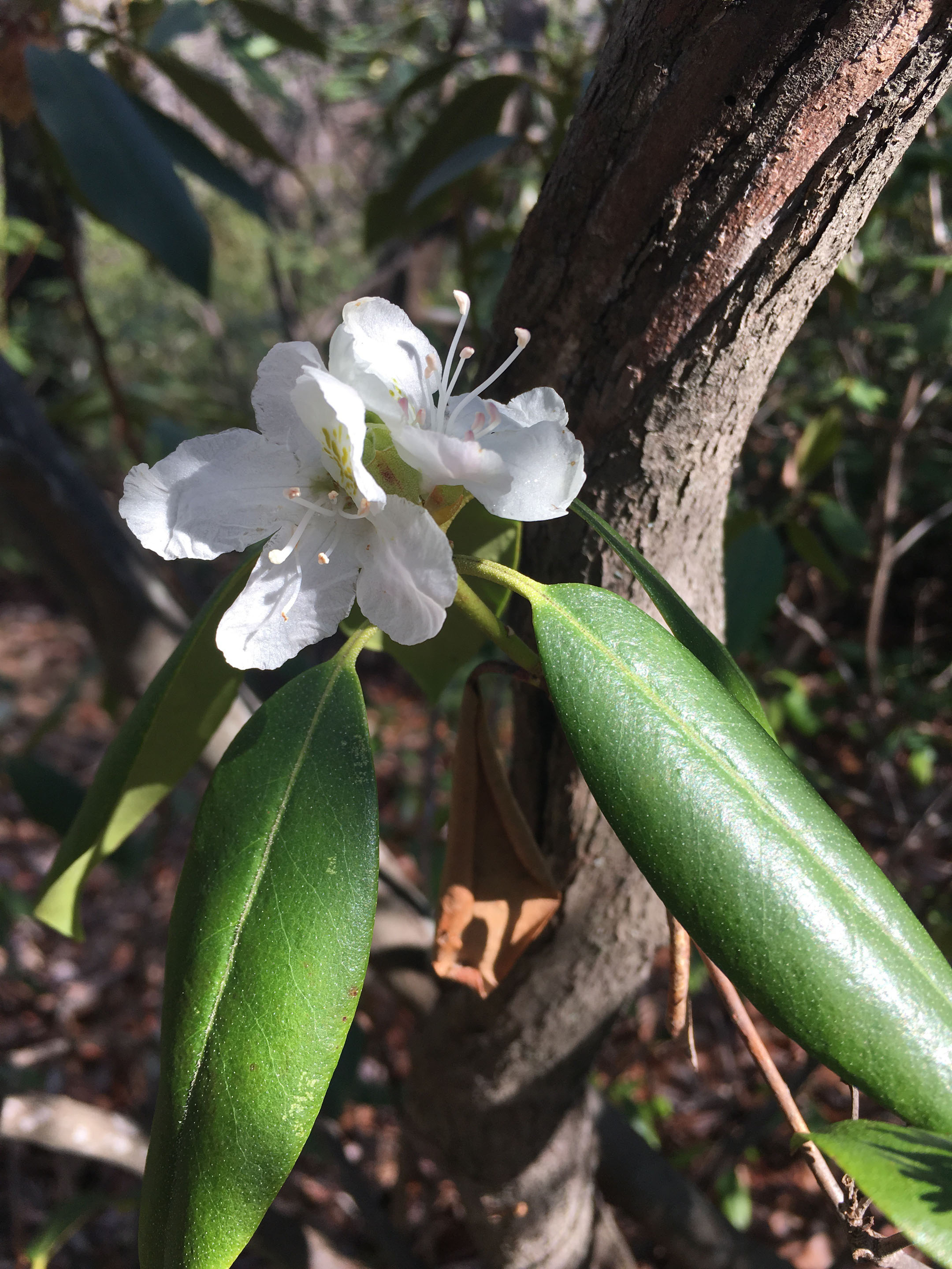 » Carolina Rhododendron