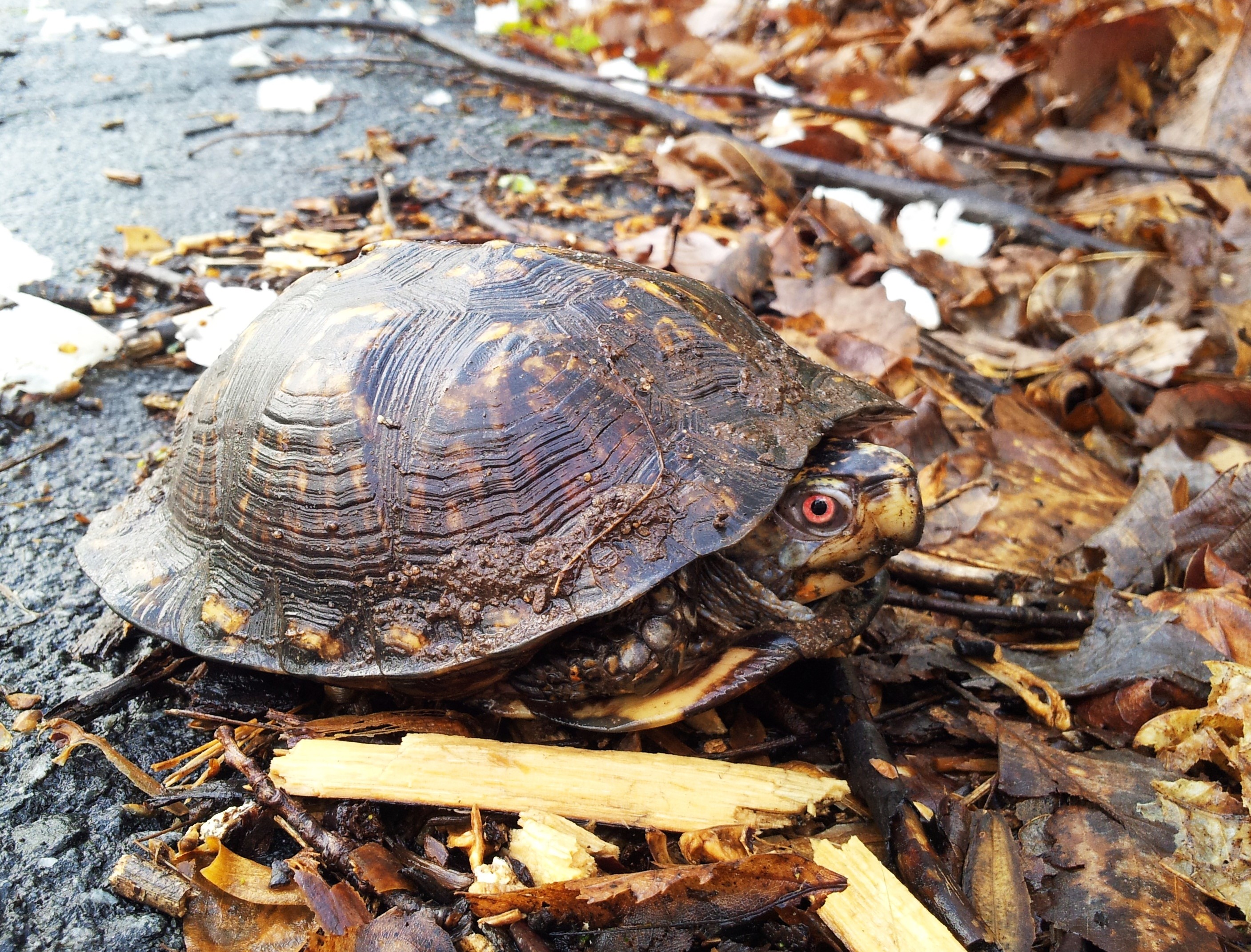 » Eastern Box Turtle 324