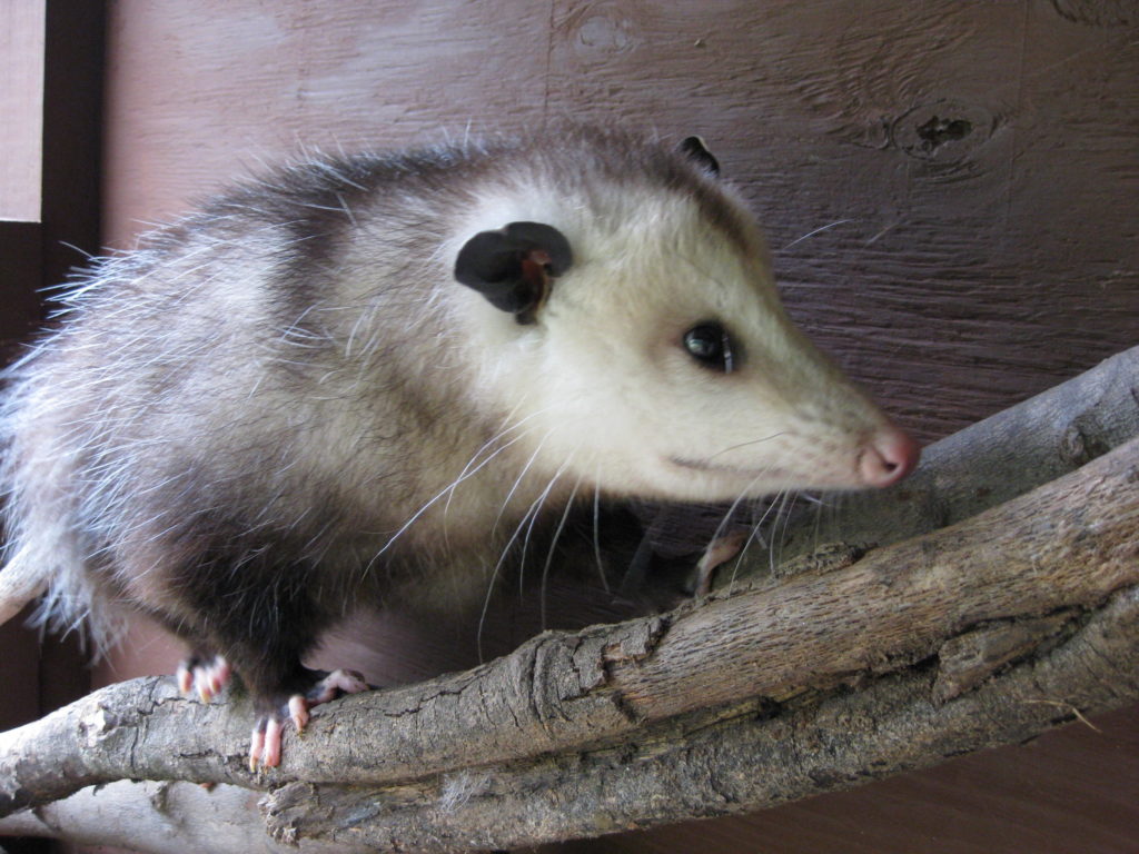Animal Discovery Den Chimney Rock at Chimney Rock State Park