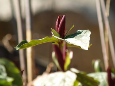 Little Sweet Betsy Trillium (Trillium cuneatum)