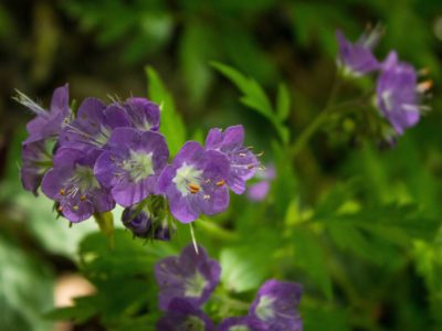 Purple Phacelia (Phacelia tanacetifolia)