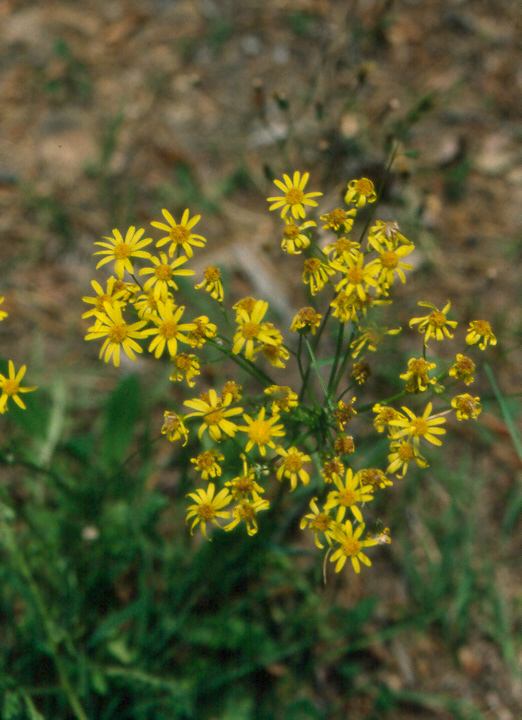Golden Ragwort (Packera aurea)
