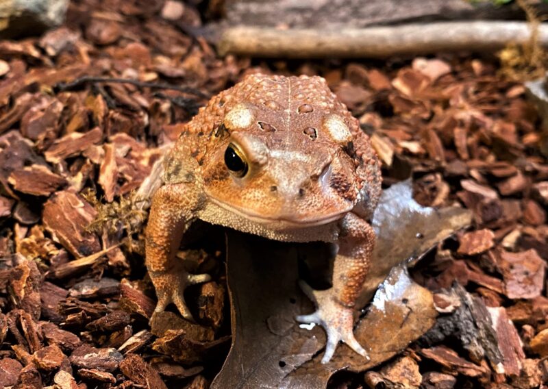 Animal Discovery Den Chimney Rock at Chimney Rock State Park