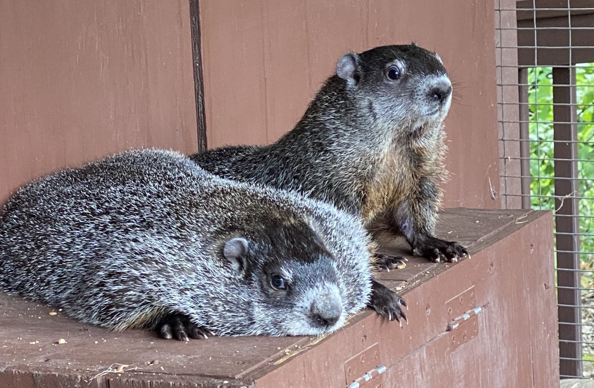 19th Annual Groundhog Day Celebration Chimney Rock at Chimney Rock