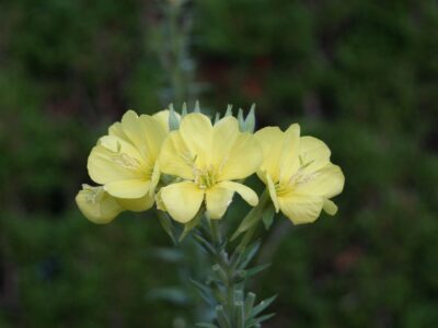 Evening Primrose (Oenothera biennis)