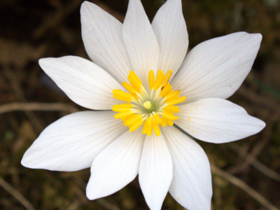 Bloodrooot (Sanguinaria canadensis)